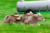 Estudo afirma que leite de vacas alimentadas com erva é mais saudável