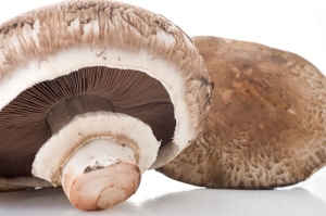 França: Centenas de intoxicações nos últimos meses por cogumelos selvagens