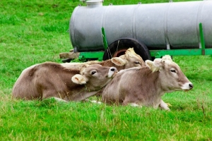 Criadores da serra do Alvão seguem pelo telemóvel cabras e vacas com coleiras GPS