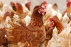Peritos avaliam métodos para controlar Campylobacter na carne de frango