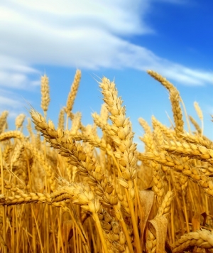 Preço do trigo europeu continua a cair por falta de procura