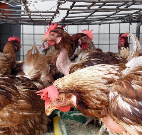 Autorizado atordoamento a baixa pressão para frangos de engorda