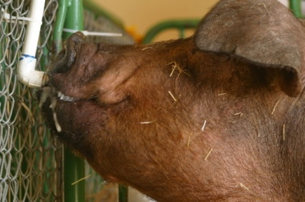 Proibições de comércio de javalis vivos e respetivas carnes na União Europeia