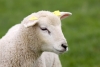China bane importação de ovelhas portuguesas devido a surto de paraplexia enzoótica
