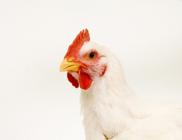 Bacillus subtilis autorizado como aditivo em alimentos para frangos de engorda