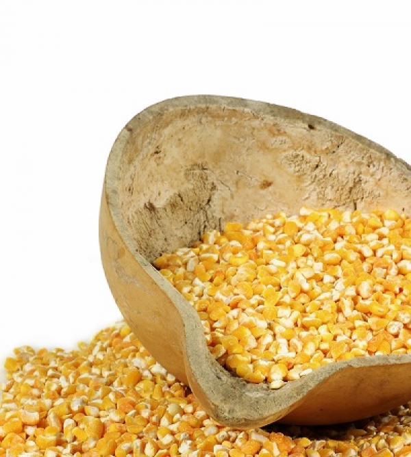 Área de milho geneticamente modificado subiu