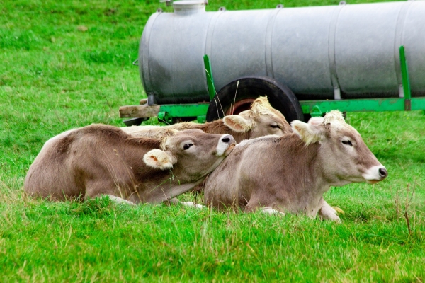 Urina de vaca como fertilizante agrícola