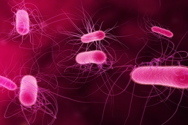 Resistência antimicrobiana e o tratamento de infeções alimentares