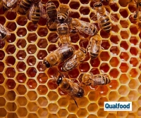 Oxford desenvolve suplemento alimentar inovador para abelhas-mel com recurso a CRISPR-Cas9