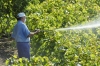 Portugal mantém-se renitente em reduzir substancialmente o uso de cádmio na agricultura