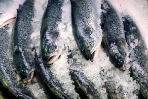 Quase cinco toneladas de sardinha apreendidas pela GNR em Sesimbra