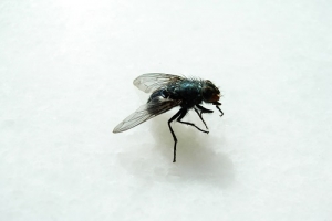 Medidas culturais preventivas para a Drosophila suzukii