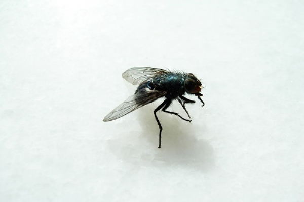 Medidas culturais preventivas para a Drosophila suzukii