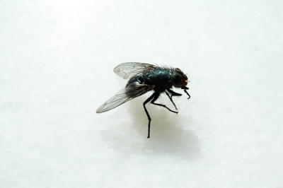 Medidas culturais preventivas para a Drosophila suzukii