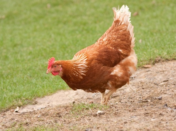 Casos de gripe aviária em crescimento em aves de capoeira e aves aquáticas