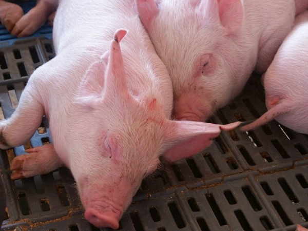 Melhoria da Qualidade da Carne de Porco e Frango