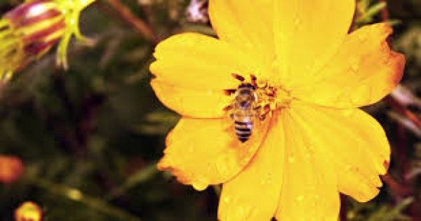 BeSafeBeeHoney: Uma Rede Inovadora para Proteger as Abelhas, Garantir a Qualidade do Mel e um Futuro Sustentável da Apicultura