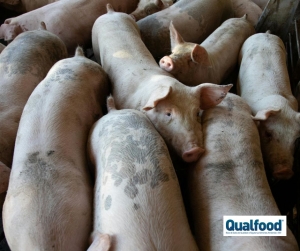 An&aacute;lise de saliva revoluciona monitoriza&ccedil;&atilde;o da sa&uacute;de do gado su&iacute;no