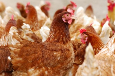 Cientistas editam genoma de galinhas para limitar a propagação da gripe aviária