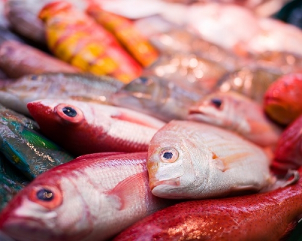 Estranho: num País de tanto peixe e sal, os nossos miúdos têm falta de iodo