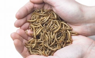 Novo Alimento: Larvas de Alphitobius diaperinus (tenebrião-pequeno) em pó, pasta, congeladas e desidratadas