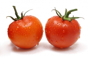 Tomate para indústria afetado por ataques de mosca branca e ácaros