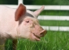 Segurança Alimentar - subprodutos de origem animal | Esclarecimento Técnico n.º 3/DGAV/2024