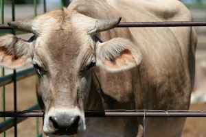 99 kgs de carne de vacas doentes da Polónia apreendidas em Portugal