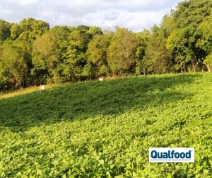Sinergia entre florestas e agricultura é crucial para transformar os sistemas agroalimentares, diz estudo