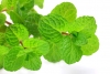 Comercialização de folhas de Stevia rebaudiana Bertoni