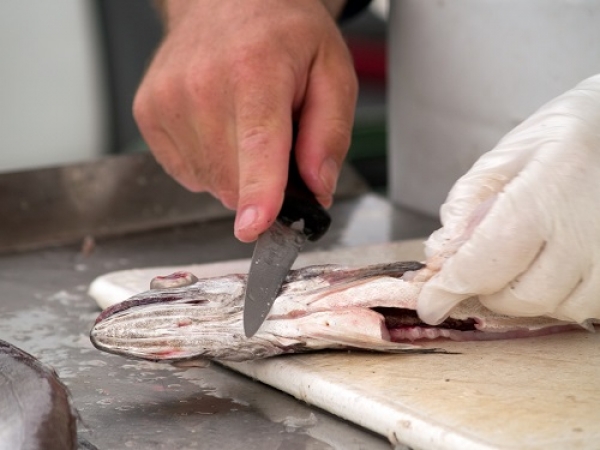 Pesca da sardinha proibida a partir deste sábado