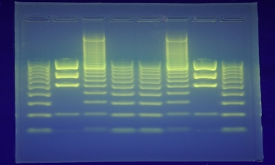 O potencial de deterioração alimentar causado pela microbiota remanescente em superfícies de contato após limpeza e desinfeção