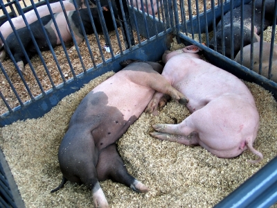 Hepatite E: Consumo de porco cru é a maior causa de infecção