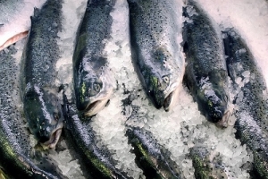 Pesca do atum nos Açores pode ter os dias contados