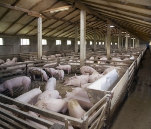 Transporte de animais durante o Verão