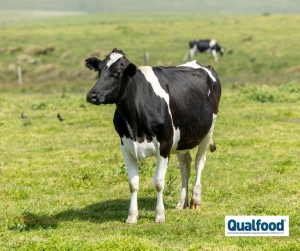 &ldquo;O bem-estar animal n&atilde;o &eacute; uma quest&atilde;o est&eacute;tica nem emocional: &eacute; um dom&iacute;nio t&eacute;cnico, mensur&aacute;vel e verific&aacute;vel&rdquo;