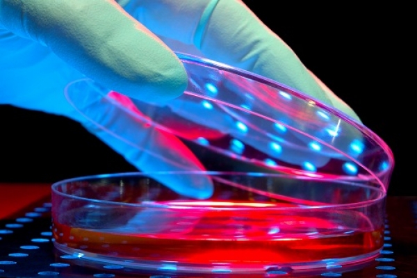 Descoberto gene que controla infeção alimentar mais mortífera da Europa