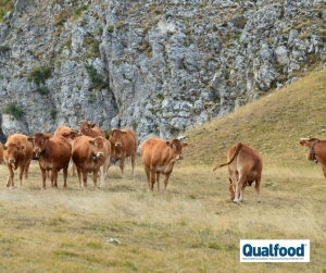 Mitigar o risco de transmiss&atilde;o de doen&ccedil;as na interface entre animais selvagens e animais dom&eacute;sticos