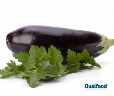 Estudo aponta ganhos expressivos com a beringela Bt: mais produção, mais lucro e menos pesticidas