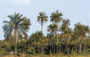 Fraude nos biocombustíveis? Biodiesel com selo “verde” poderá esconder desflorestação