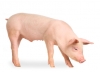 Recomendações da CE para reduzir o corte de rabo nos porcos