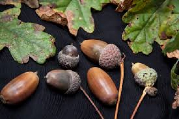 Bolotas a revolucionar a sustentabilidade alimentar