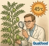 Speed breeding | Cientistas desenvolvem primeira leguminosa resistente a temperaturas até 45 °C