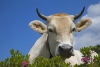 Nova Zelândia vai abater 150 mil vacas devido a bactéria