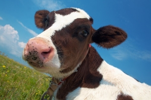 Emissões de metano de produtores de carne ultrapassam as dos combustíveis