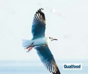 Gripe avi&aacute;ria: as dete&ccedil;&otilde;es em aves diminuem em toda a UE