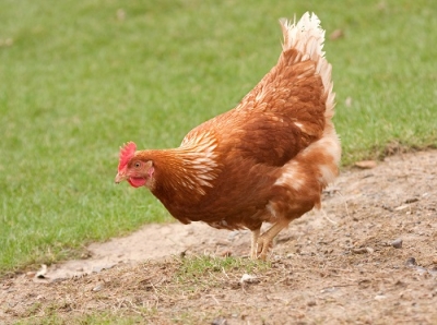 A FAO classifica como negligenciável o risco de transmissão alimentar da gripe aviária A (H5N1)