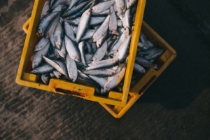 GNR apreendeu mais de 3,6 toneladas de sardinha em Sines