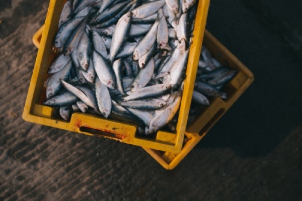 GNR apreendeu mais de 3,6 toneladas de sardinha em Sines
