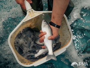 Repovoamento da Ria Formosa